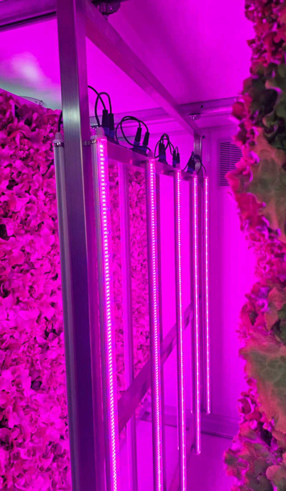 Paredes verticales de cultivos creciendo bajo luces LED en Boxfera