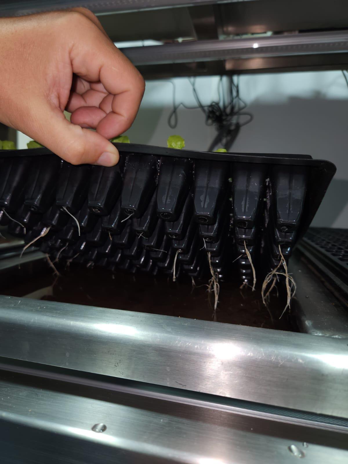 Bandeja de germinación con plántulas y raíces en el sistema Boxfera